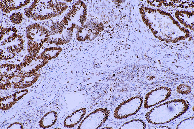 Cells Cells