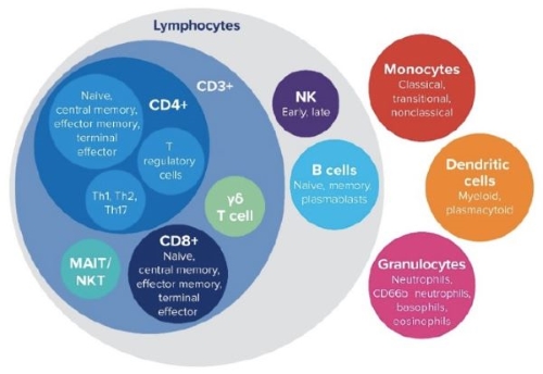 Lymphocytes1
