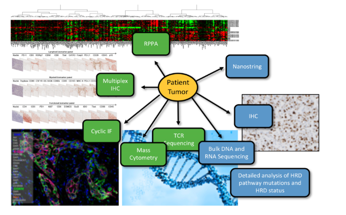 Patient Tumor IMCO page